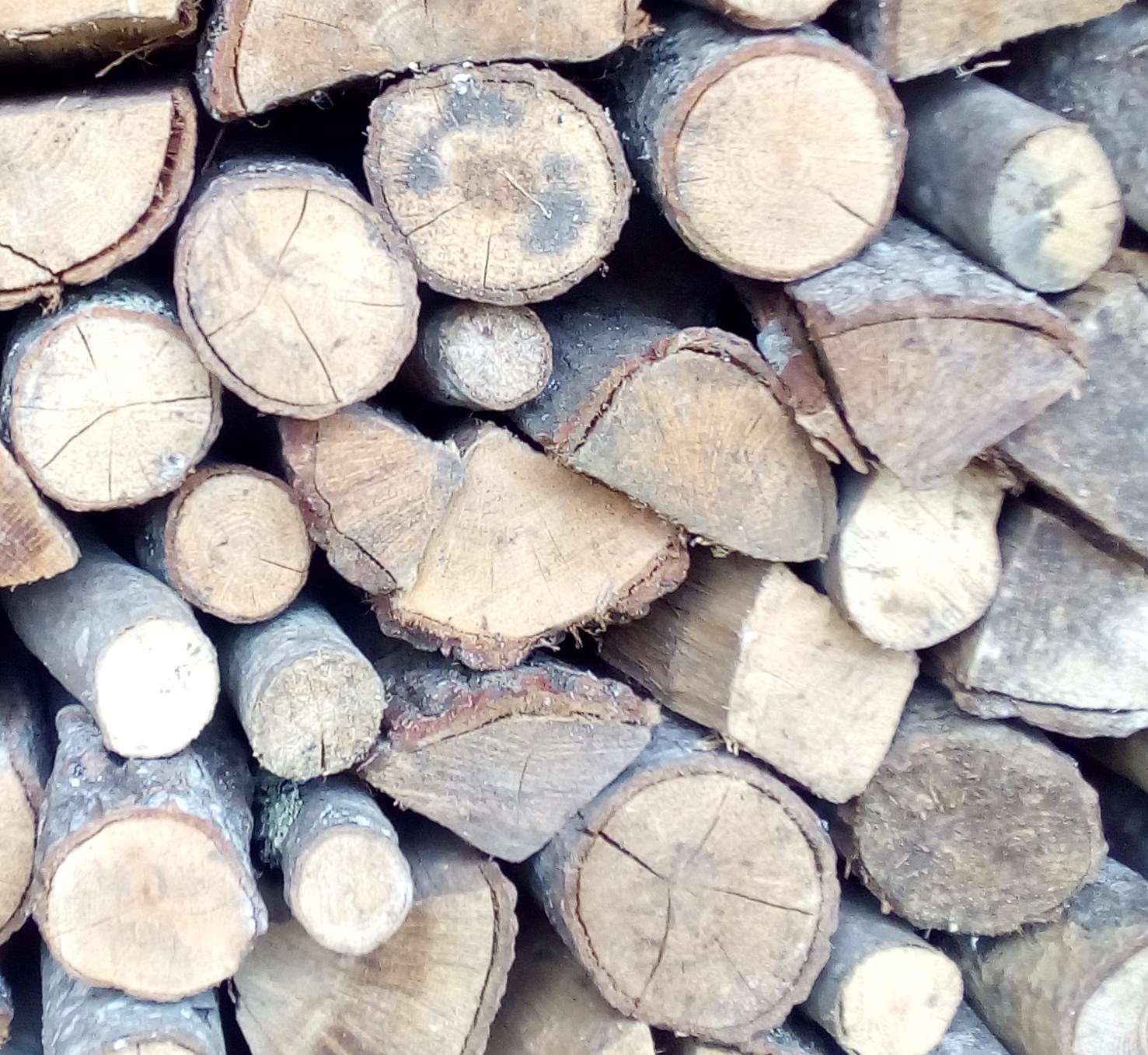 legno