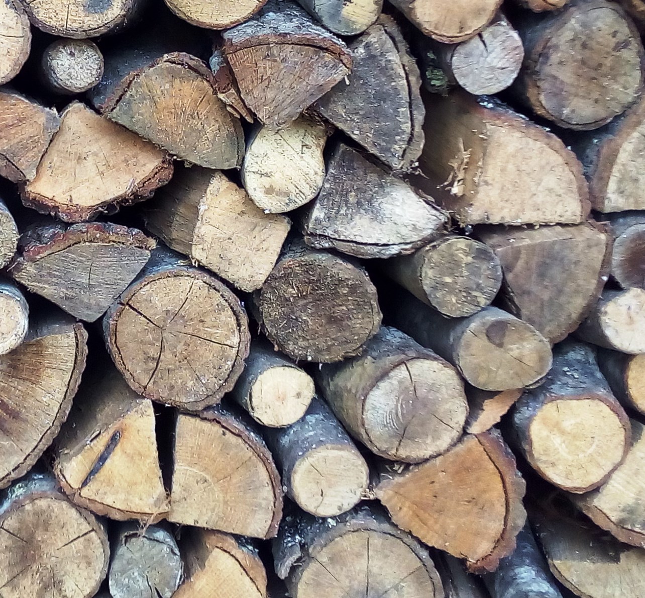 legno carpine