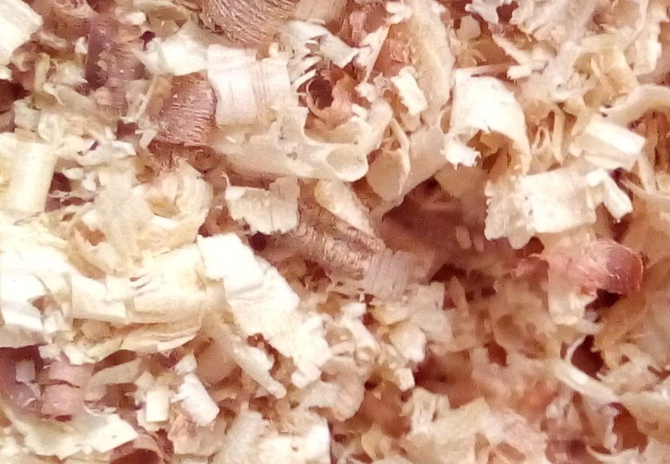 truciolo